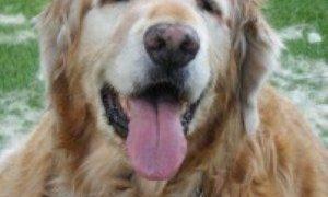 How to groom a long-haired old dog like Jake, the golden retriever