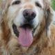 How To Groom A Long-Haired Old Dog Like Jake, The Golden Retriever