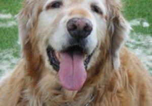 How To Groom A Long-Haired Old Dog Like Jake, The Golden Retriever