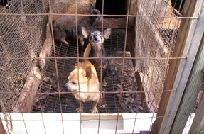Dogs Rescued From Living In Squalor