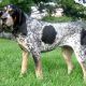 Bluetickcoonhound