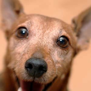 Dog Joke: How Many Dogs Does it Take to Change a Lightbulb? - The Dogington Post