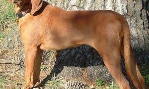 Redbonecoonhound