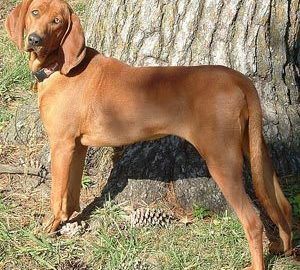 Redbonecoonhound