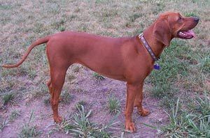 Redbonecoonhound2