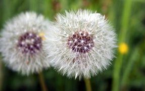 Herbs to Keep Your Dog Detoxified
