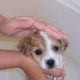 Guide To Dog Bathing