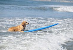 Dog Surfingwb