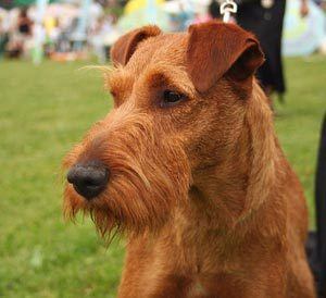 Irish Terrier2