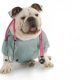 How To Diagnose Dog Deafness Or Blindness