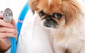 How To Cure Dog And Puppy Hiccups