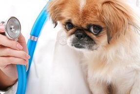 How to Cure Dog and Puppy Hiccups - The Dogington Post