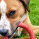 Benefits Of Dog Toys And Treats
