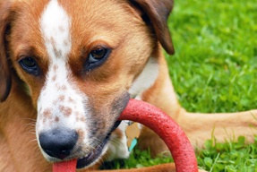 Benefits Of Dog Toys And Treats