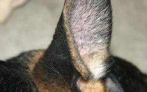 Tips To Care For Your Dog'S Ears