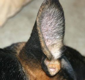Tips To Care For Your Dog'S Ears