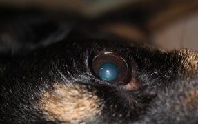 Treat Your Dog'S Dry Eye