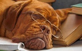 Does Your Dog Have Sleep Problems?