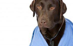 Back Pain In Dogs