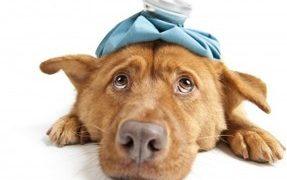 How To Detect Uti'S In Dogs