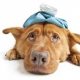 How To Detect Uti'S In Dogs