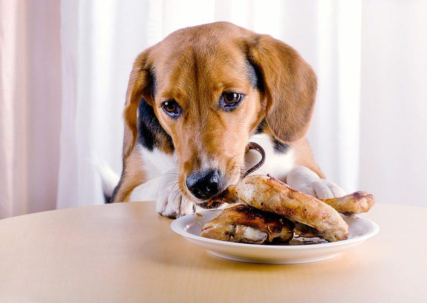dogs and cooked chicken bones