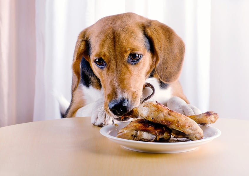 what happens when a dog eats a chicken bone