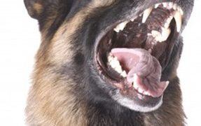 Tips to Cure Dog Dominance Behavior