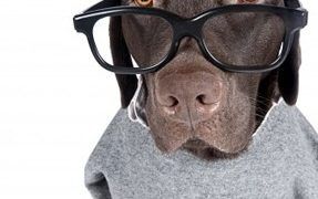 Is There Such a Thing As Dog Telepathy?