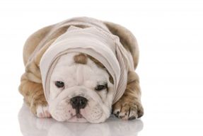 How To Bandage Your Dog Correctly - The Dogington Post