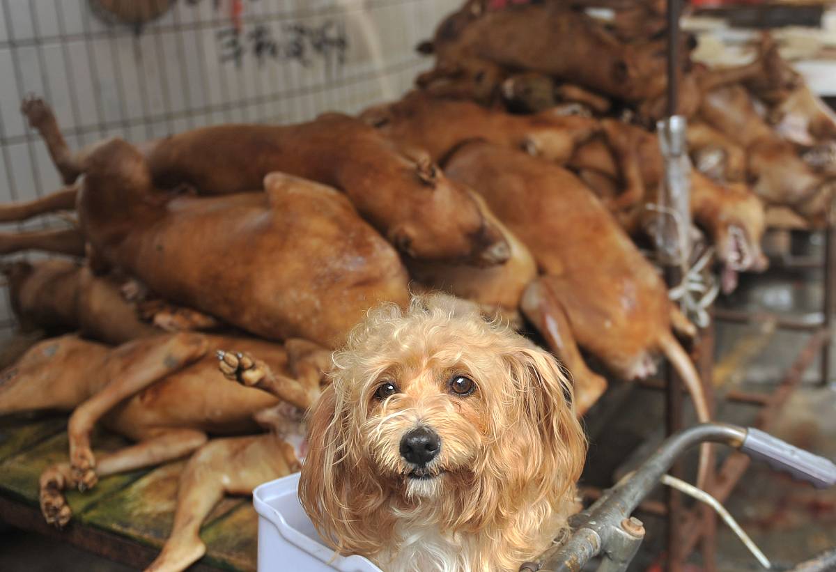 Собаку съел откуда. Фестиваль поедания собак в Китае. Фестиваль мяса собак в Китае.
