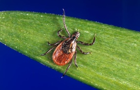 More Ticks Than Normal This Year