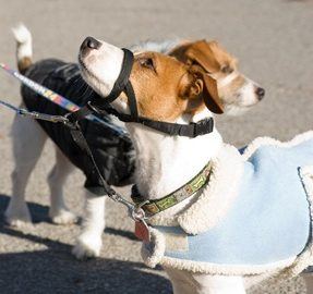 How To Choose The Right Dog Collar