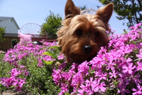 Plants That Are Hazardous To Your Dog