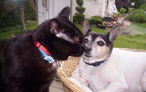 When Your Dog Visits Your Cat's Litter Box