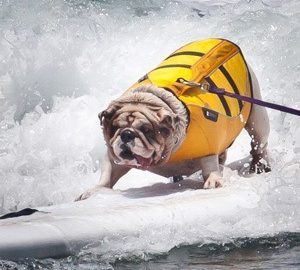 Surfdog3