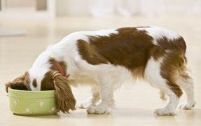 Does Your Senior Dog Have A Good Appetite?