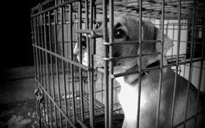 Tips For Handling Previously Abused Dogs