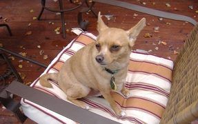 The Chihuahua is a Delight For Seniors