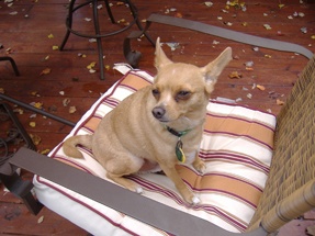 The Chihuahua Is A Delight For Seniors