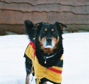 Tips To Protect Your Dog In Winter