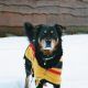 Tips To Protect Your Dog In Winter