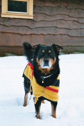 Tips To Protect Your Dog In Winter – The Dogington Post - Winter Dog-Proofing Tips
