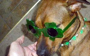 Are Dogs Completely Colorblind?