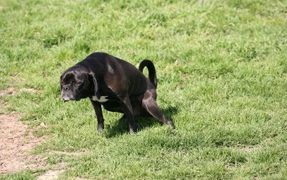 How To Prevent Doggy Spots On The Lawn