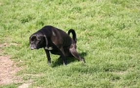Does Your Dog Have a Weak Bladder?