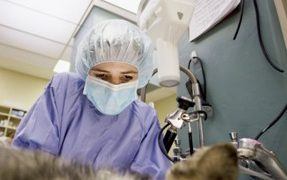 Spay and neutering facts