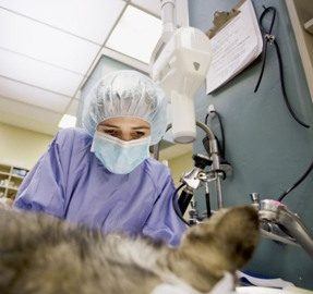 Spay And Neutering Facts