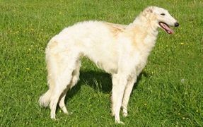 The Graceful Borzoi