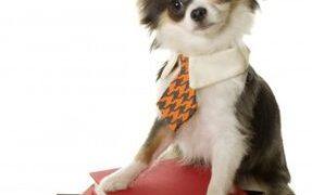 Learn to speak dog language